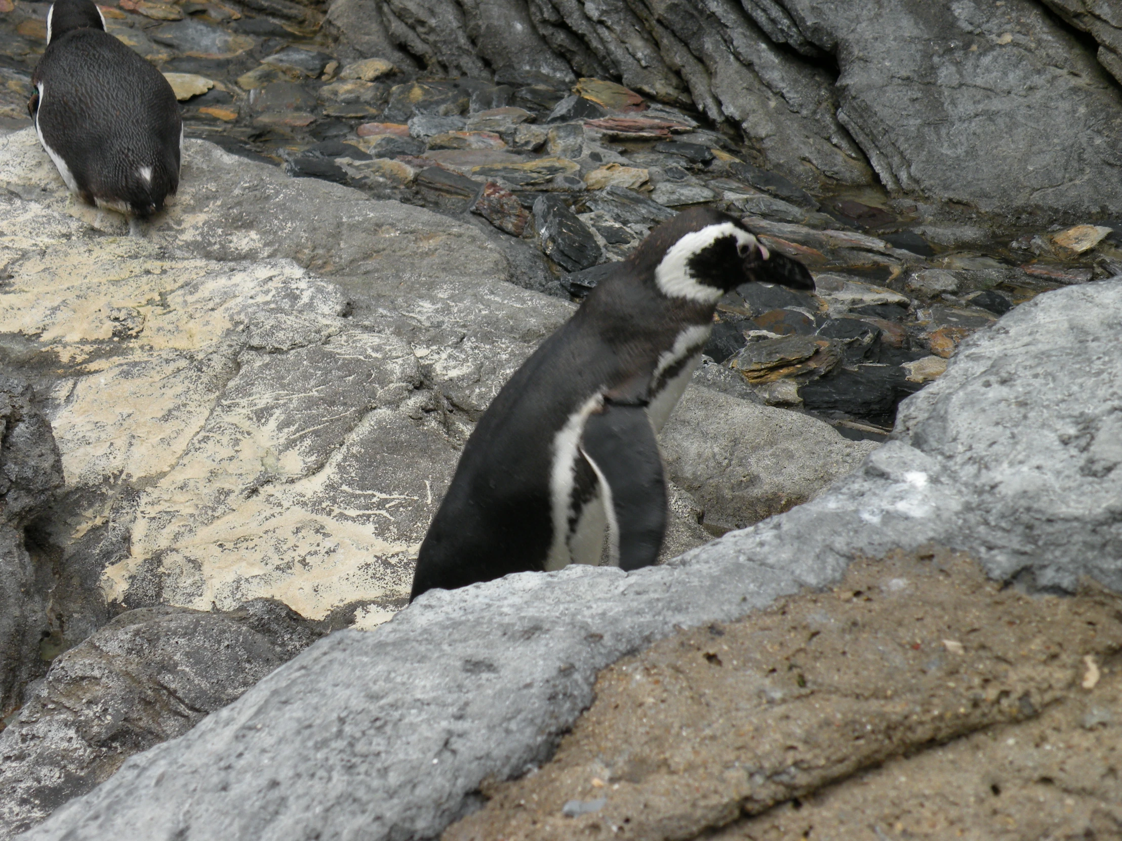 two penguins that are sitting on some rocks