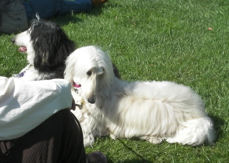 two dogs and their owners in the grass
