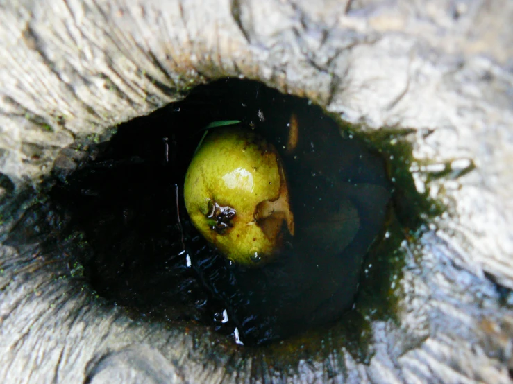 an apple is sitting in a stone bowl