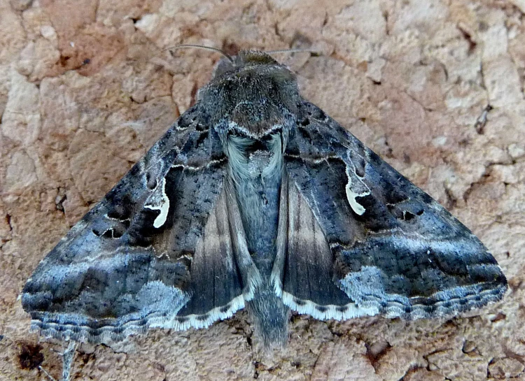 an image of a moth that is in the dirt