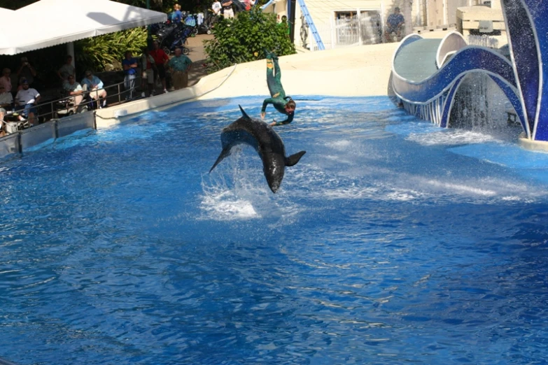 two dolphins jump in a pool during an act