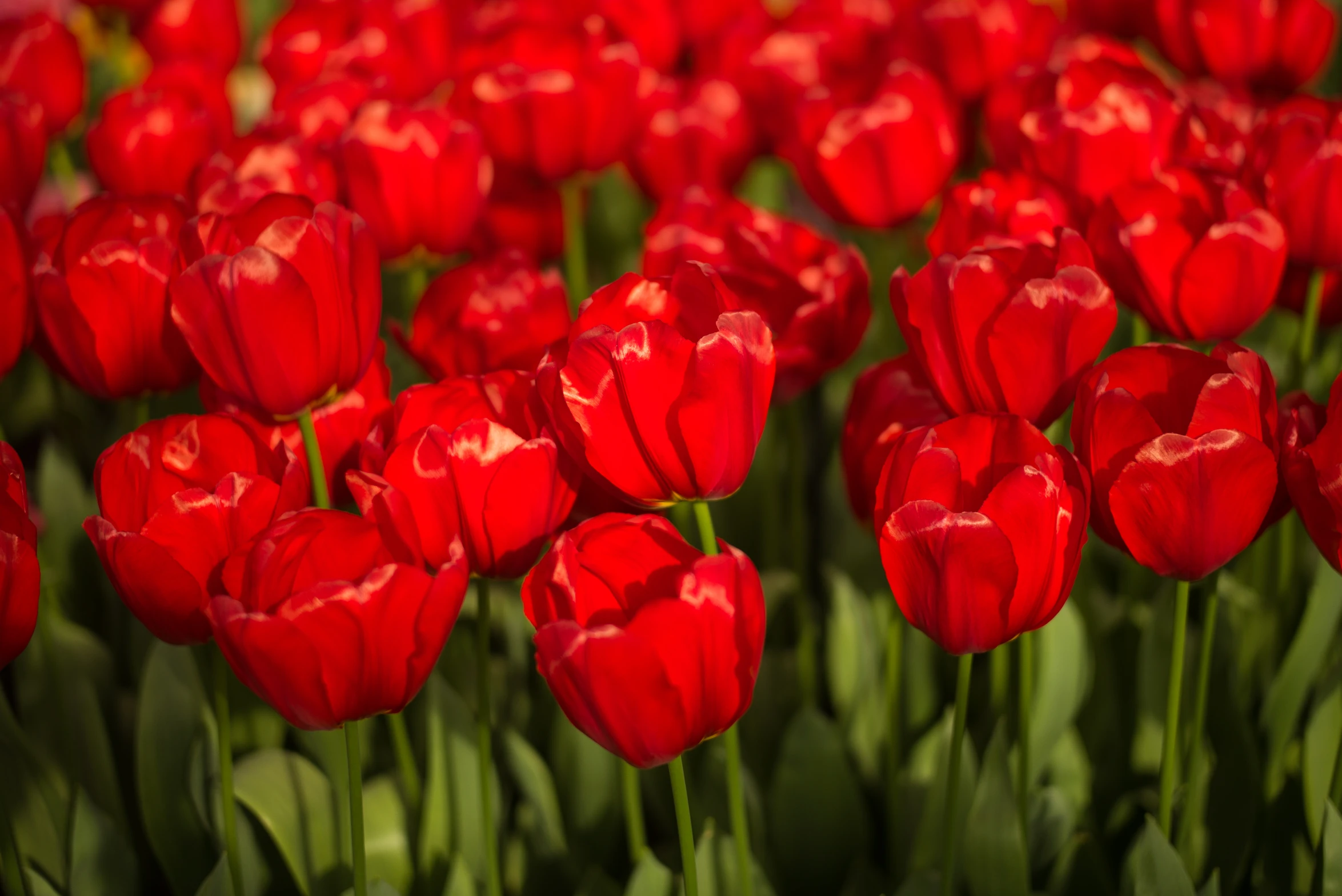 a bunch of red flowers that are in the grass