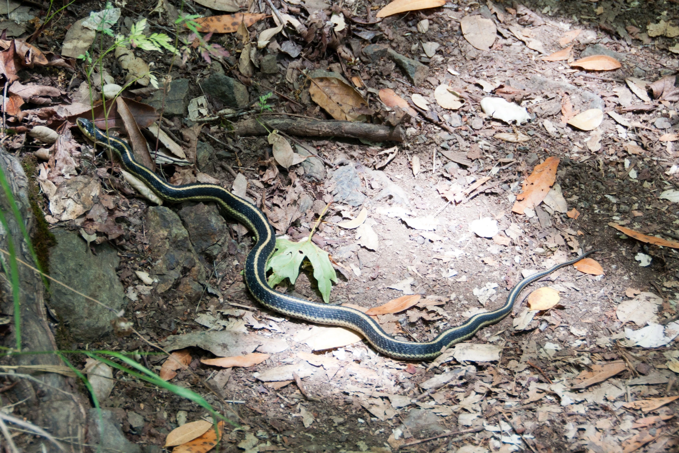 a snake with blue stripes on its body standing in the woods