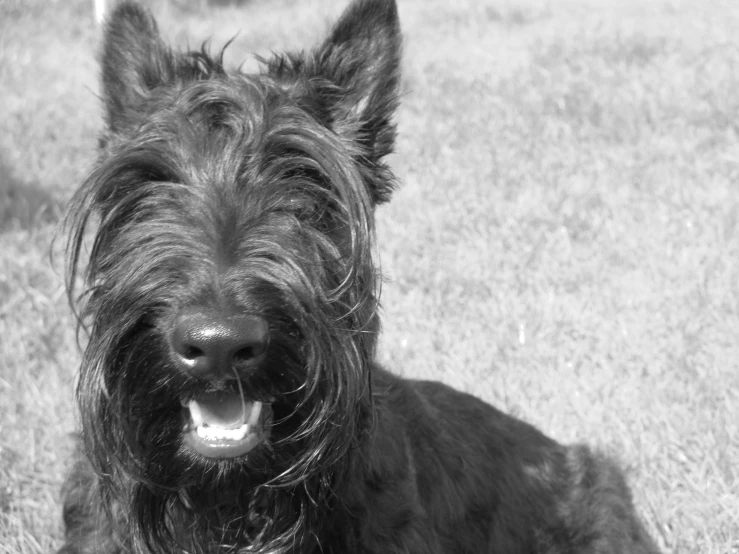 black and white pograph of a dog sitting on the grass