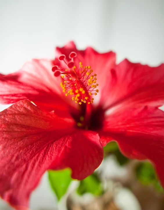 red flower in vase with green leafy leaves