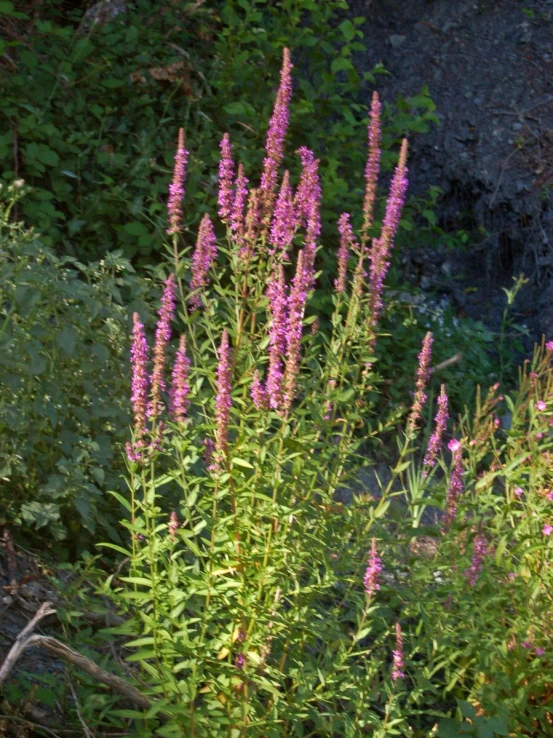 many pink flowers in the grass near a tree