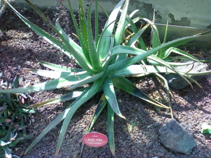 a plant that is growing out of the ground