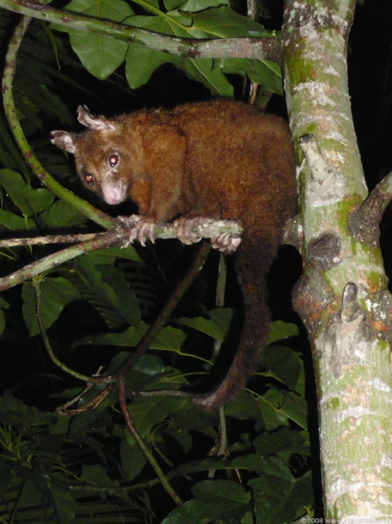 a brown animal perched on a tree nch at night