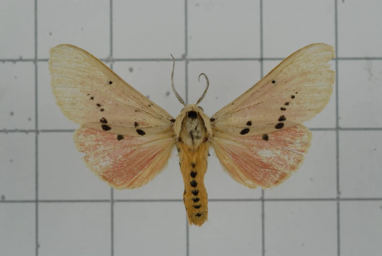 a small orange and black erfly is on white tile