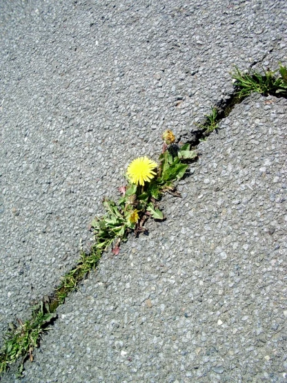 a flower growing through a  in asphalt