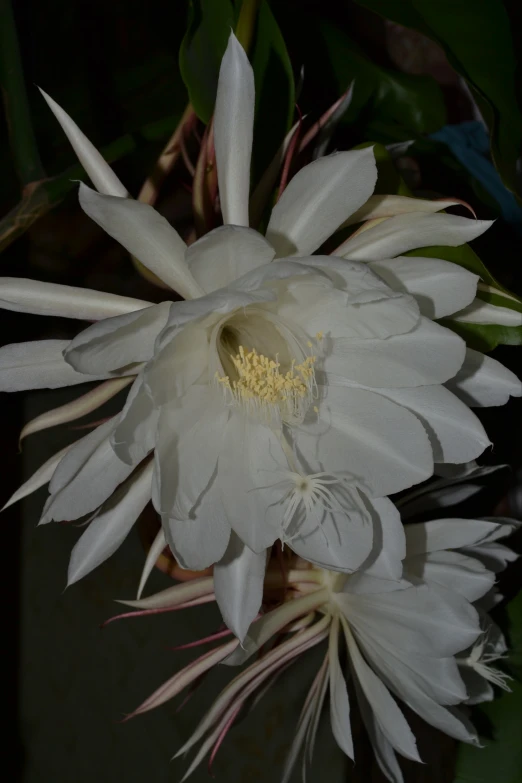 a large white cactus blossom with green leaves