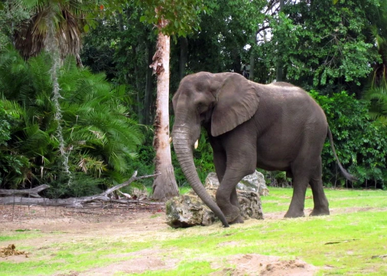 a large elephant walking by some trees on the grass