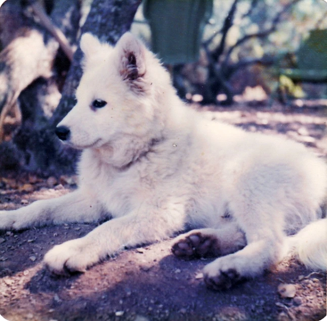 a white dog with dark blue eyes lays down next to a tree