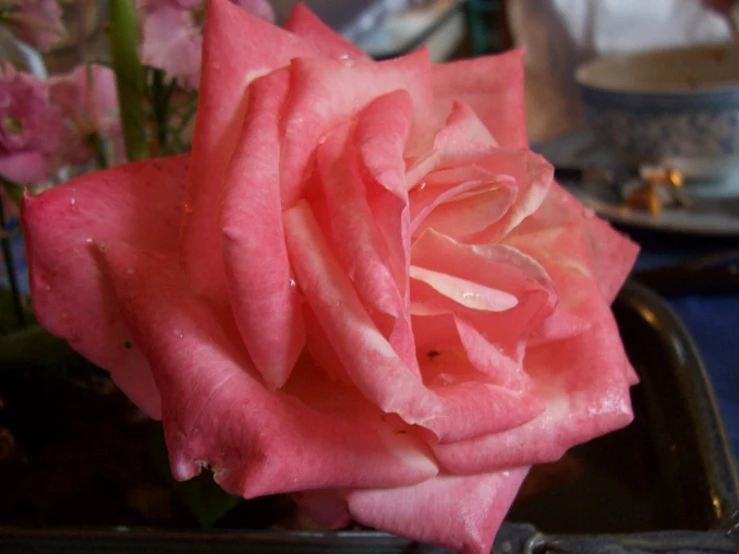 a rose is sitting on the edge of a table