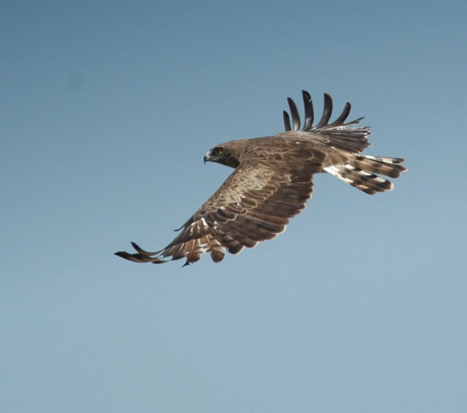 a brown and white hawk flies high in the sky