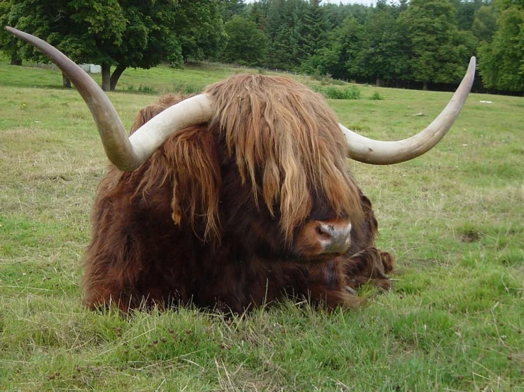 a brown bull laying in the middle of a green field