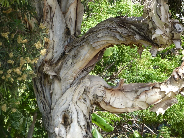 there is a very old tree that seems to have some bark on it