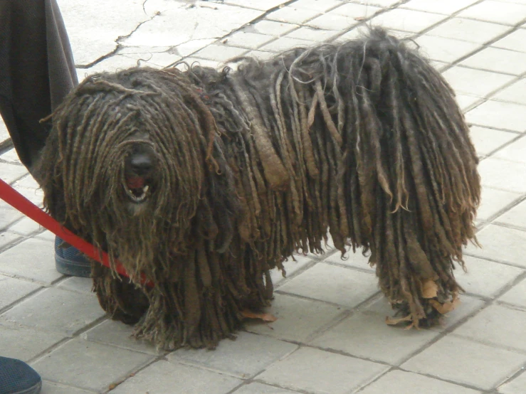 a hairy dog with a red leash on the sidewalk