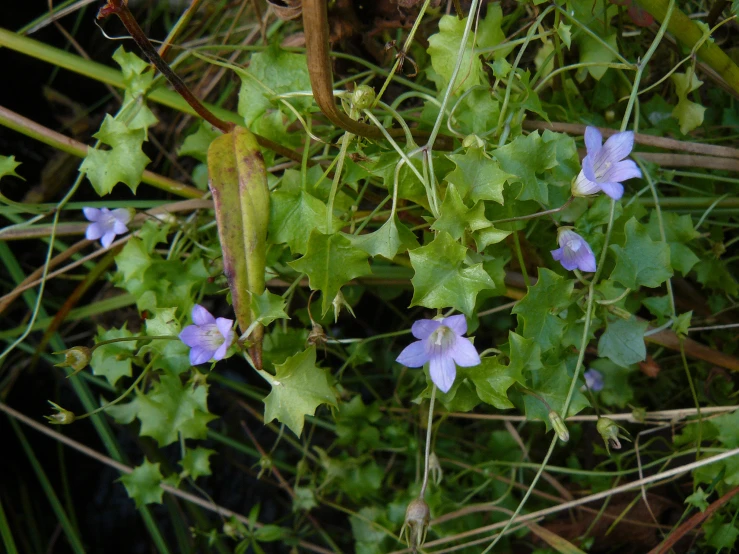 flowers that are on the side of the road