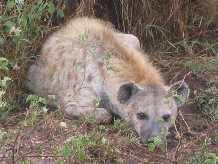 a hyena hides in the bush, hiding