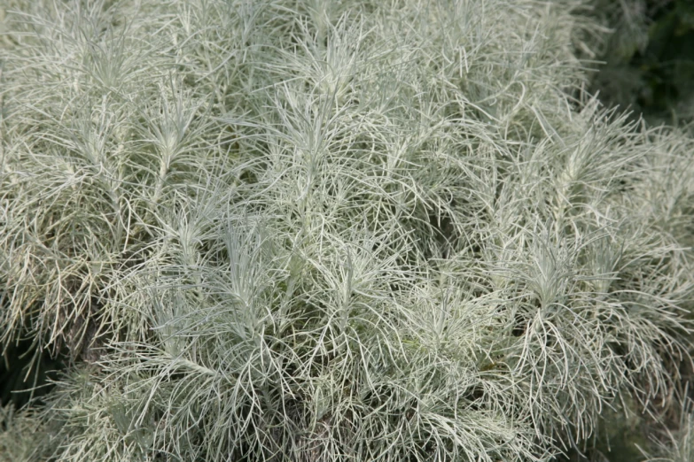 close up view of the leaves of a plant