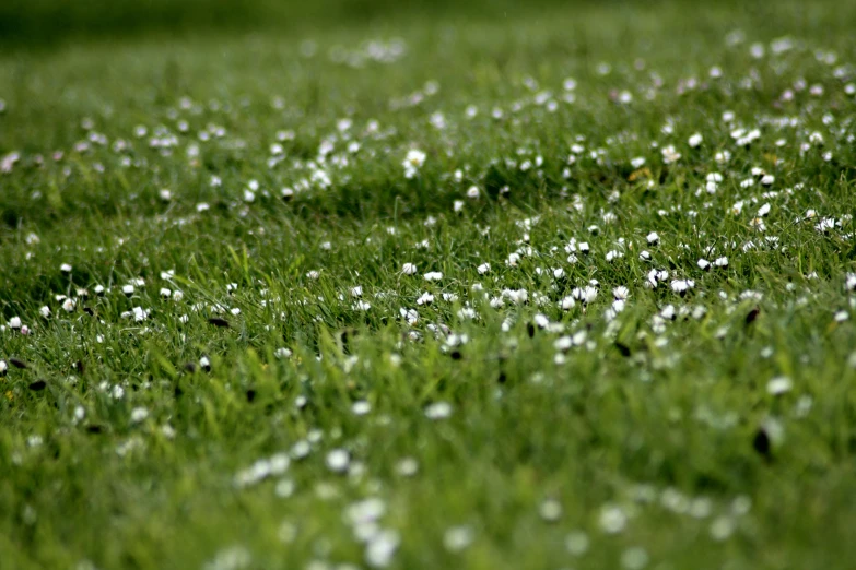 a large green field covered with lots of flowers