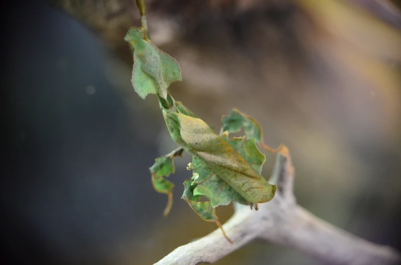 an unfurled green leaf is hanging on the nch