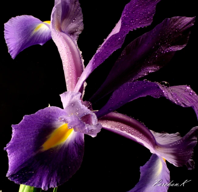 purple flowers with rain droplets on them are blooming