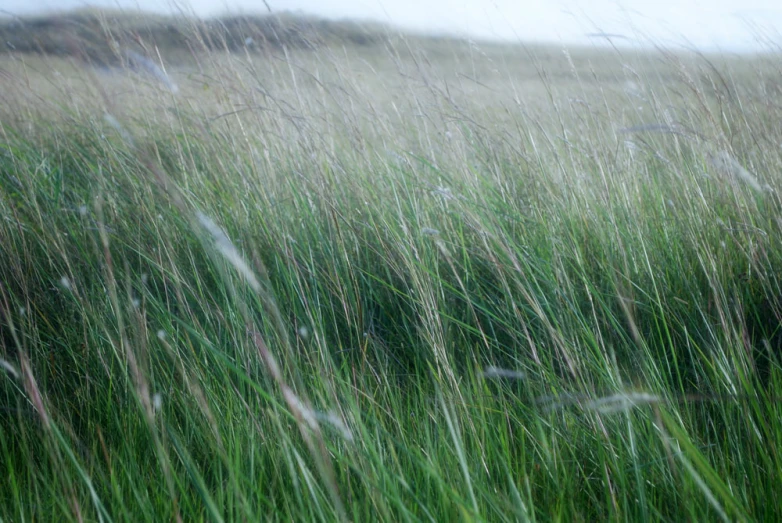 some very tall grass with high grass in the foreground