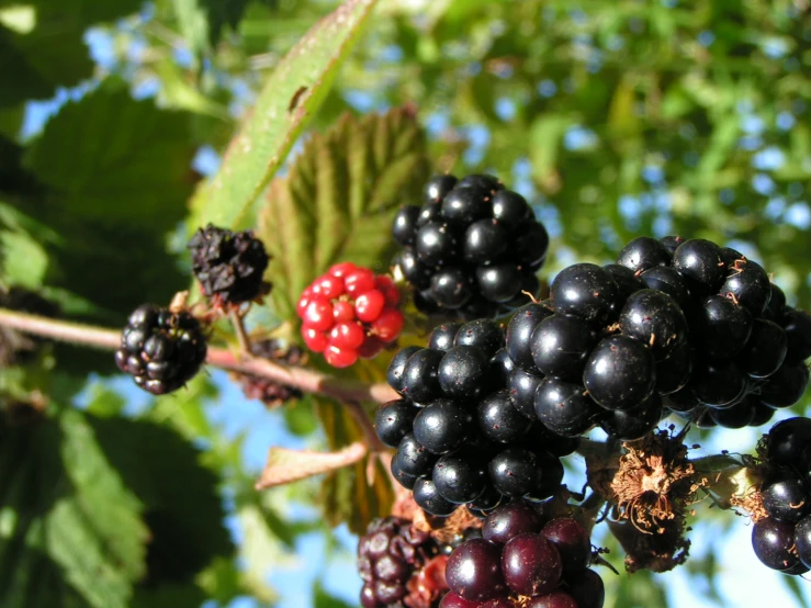 the berries on this tree are black and red