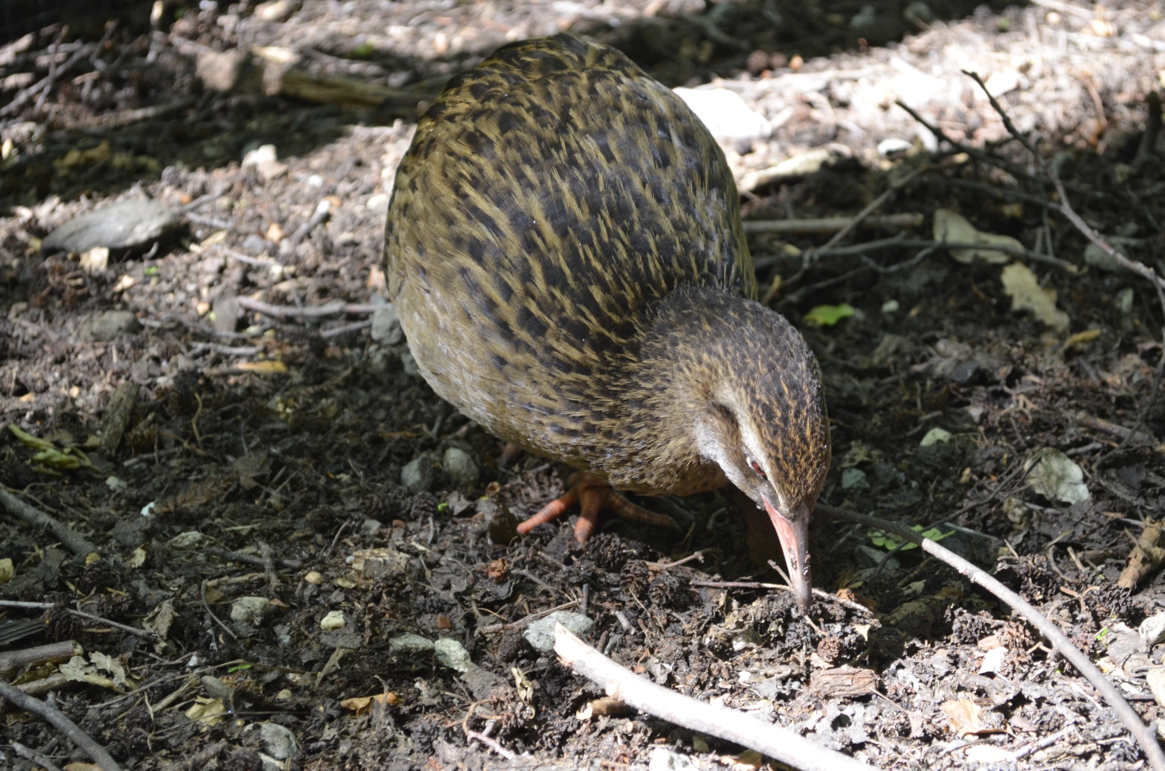 a bird eating soing in the dirt