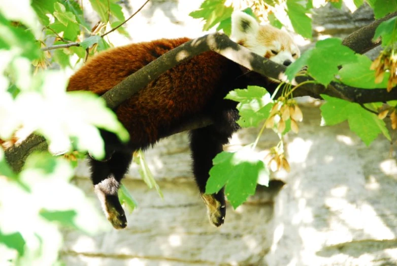 a panda hanging upside down on a tree nch