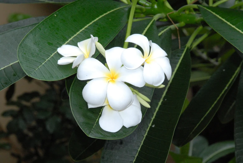 some white and yellow flowers on green leaves