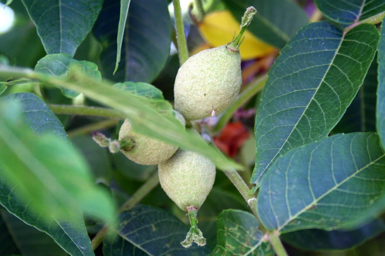 several green leaves that are growing on the tree