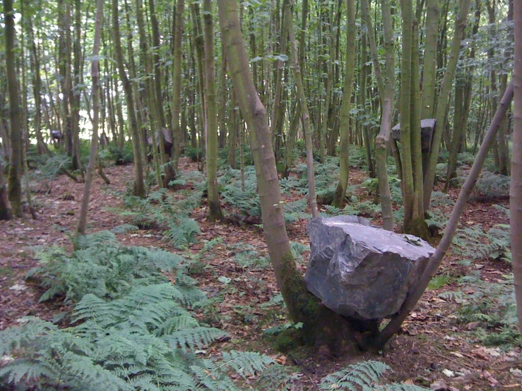 a rock surrounded by tall trees in a wooded area