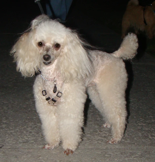 the white dog is standing on the cement