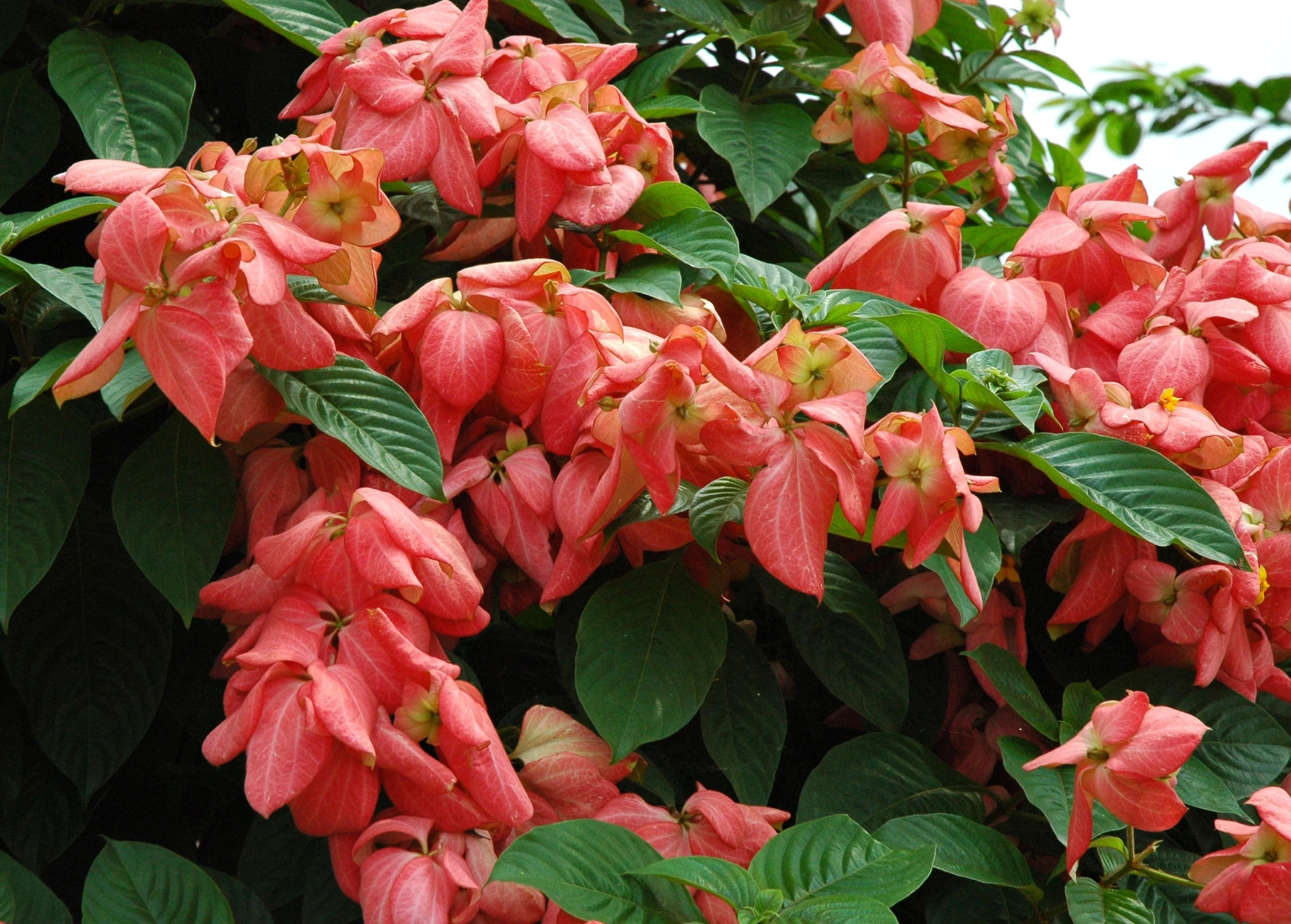 large group of red flowers growing out of the leaves