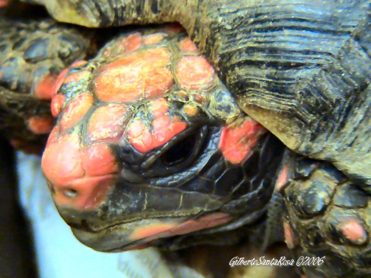 an adult large turtle in its cage with orange accents