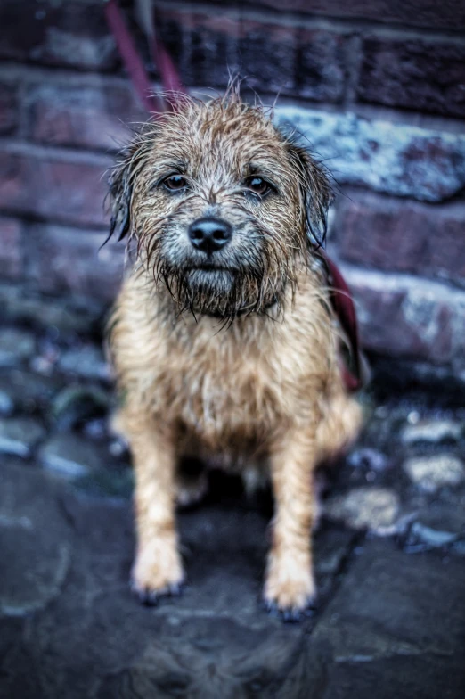 a wet dog is sitting near some bricks