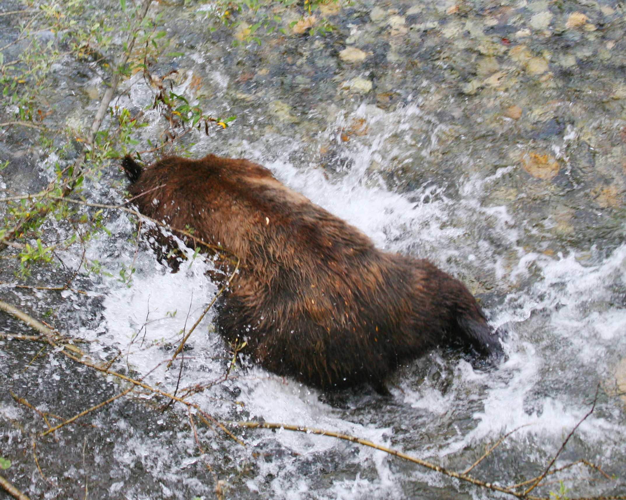 a bear playing in a small body of water