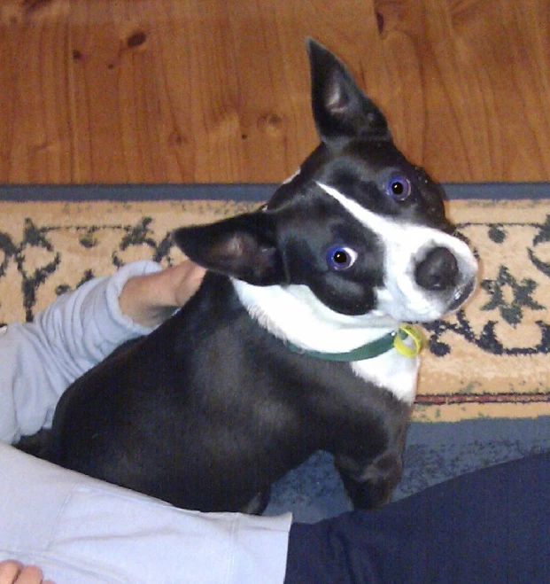 a black and white dog is sitting next to a person