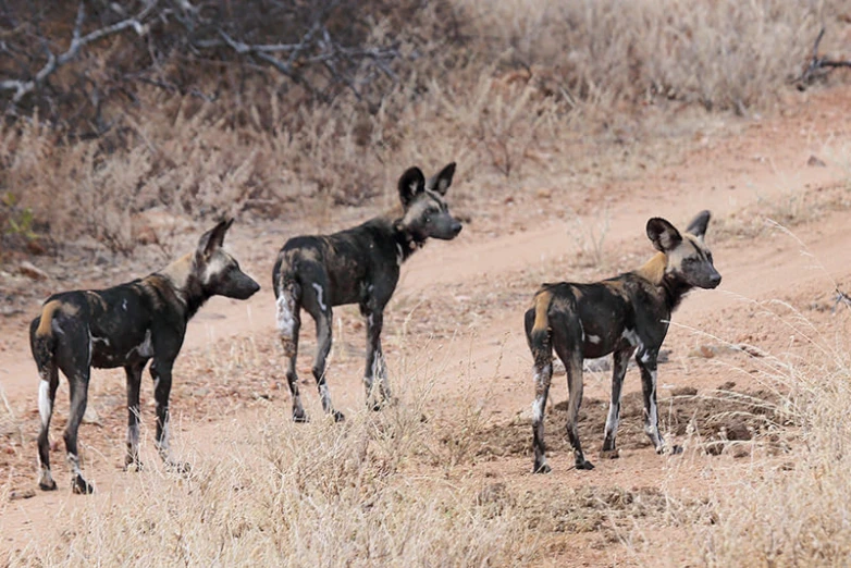 three black hyena walking across a dry grass field