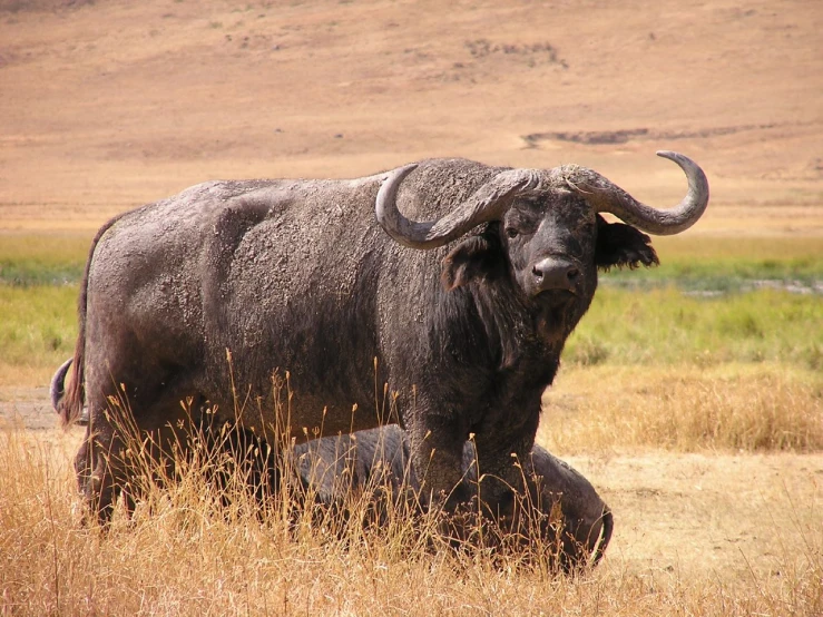 two large animals with very horns standing in the tall brown grass