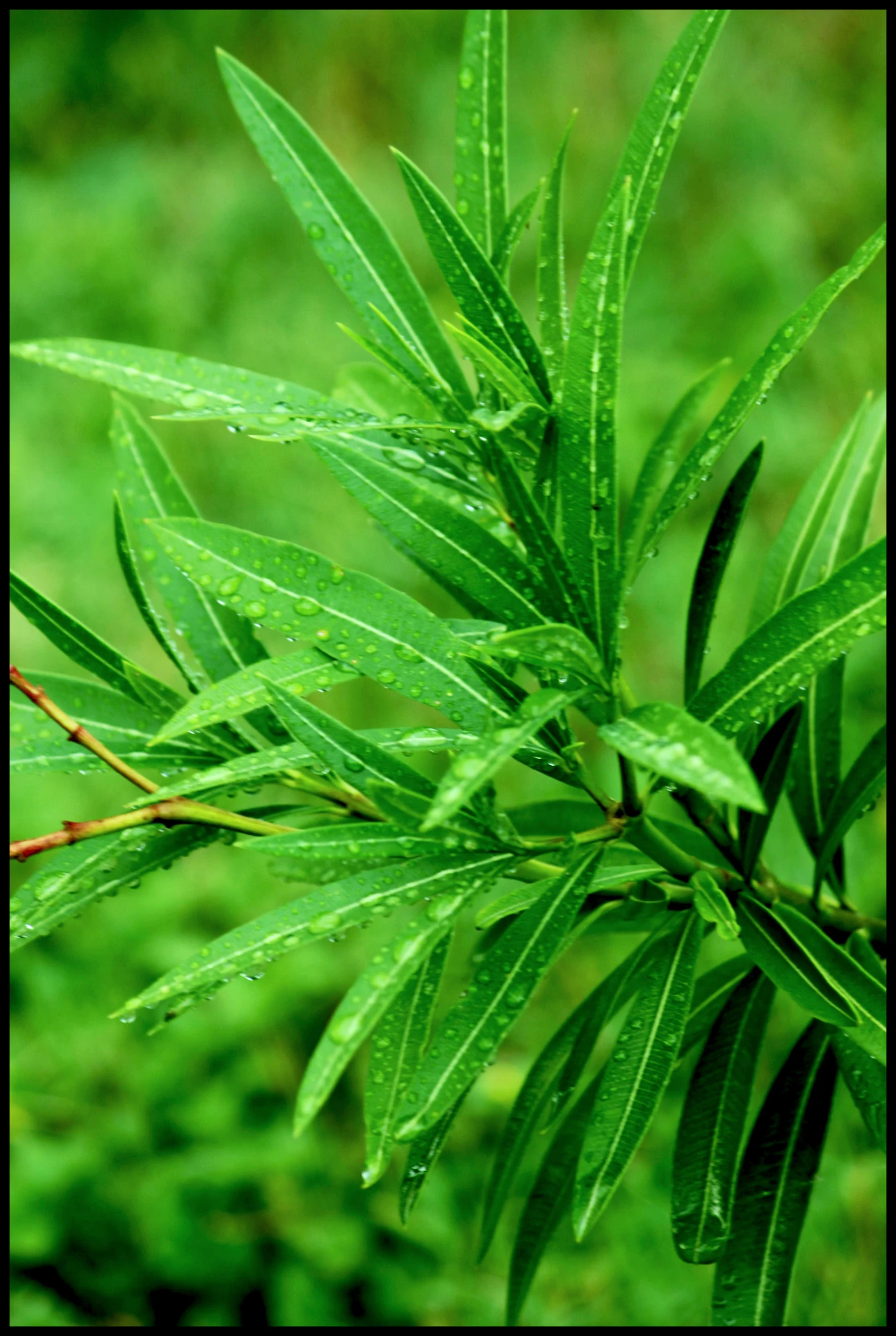 there is a plant that has water droplets on it