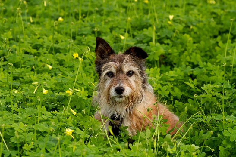 a small dog laying in the grass