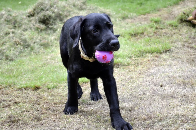 a black dog holding a ball in its mouth