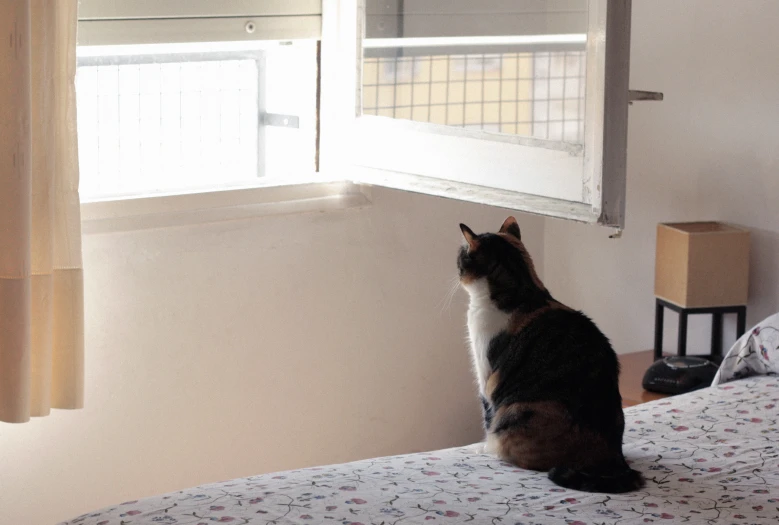 a cat sitting on top of a bed looking out the window