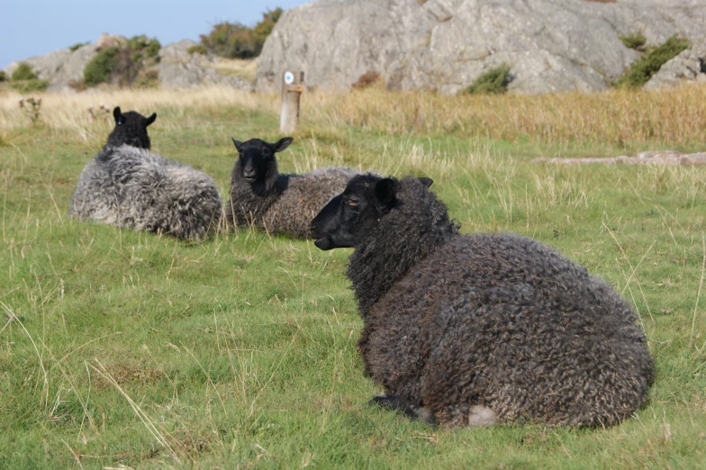 several black sheep sit and lie in a green field