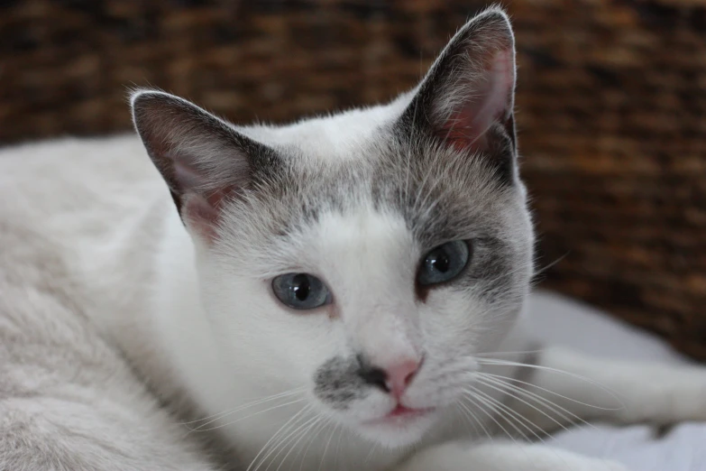 a close up of a cat laying down on a bed