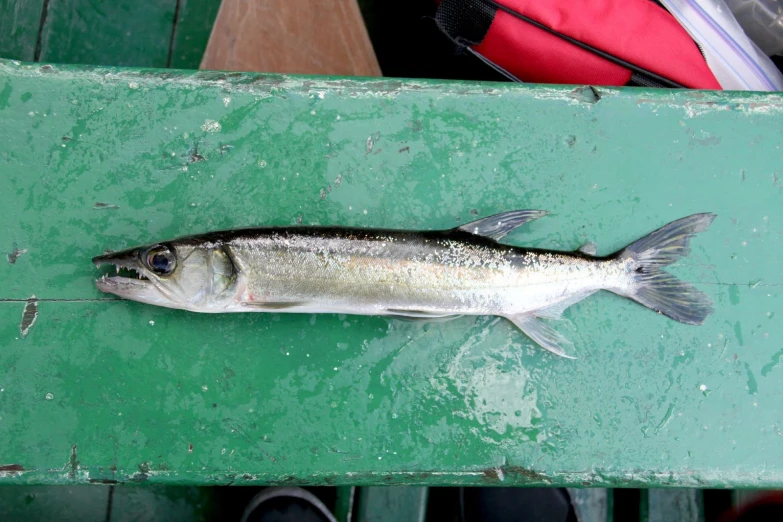 an image of small fish that is in the water